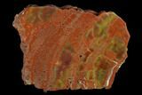 Polished, Petrified Wood (Araucarioxylon) Section - Arizona #176995-1